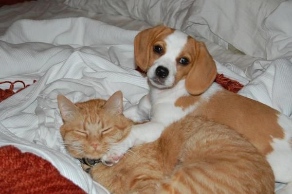 Este hermoso bebé cara cachorros beagle están listos para la Nueva Casa para esta temporada a cualquier persona dispuest