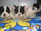 Lindos Bull dog frances - mejor precio | unprecio.es