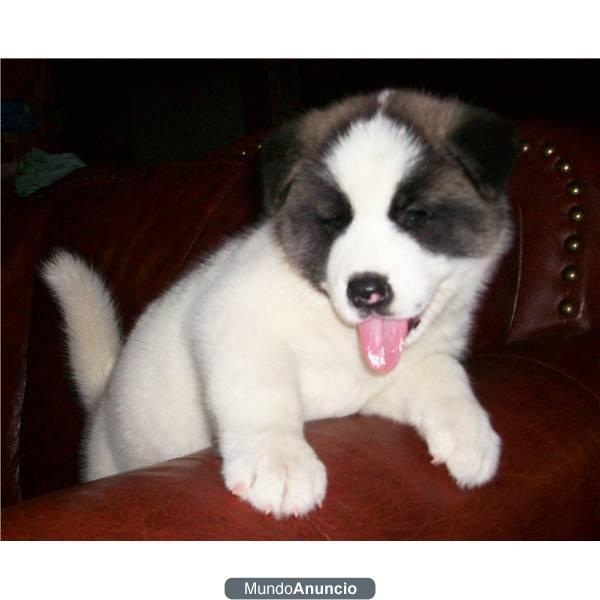 un cachorro de Akita inu