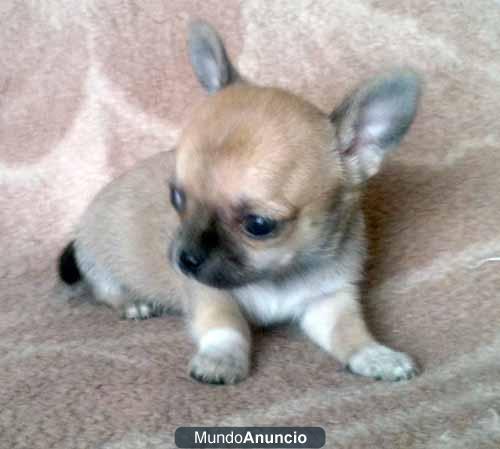 Venta de Chihuahuas toy - mejor calidad y precios estamos en marbella