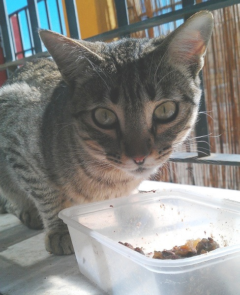 Badi, gato casero recién abandonado