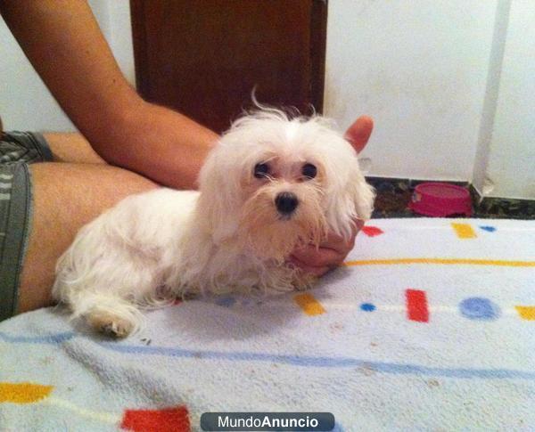 BICHON MALTES SUPER MINI PARA MONTA