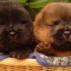 Cachorros de Chow-Chow