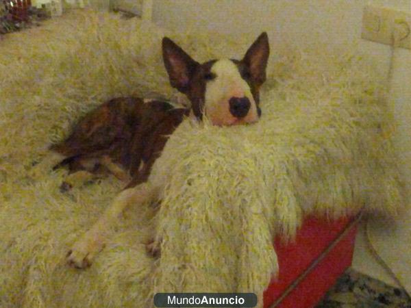 se regala bull terrier