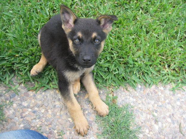 vendo cachorros de pastor aleman economicos