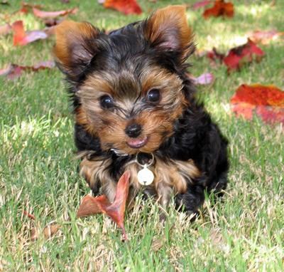 Yorkshire cachorros super miniatura