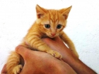 Turrón y Sancho, gatitos rubiales nacidos en Mayo en adopción - mejor precio | unprecio.es