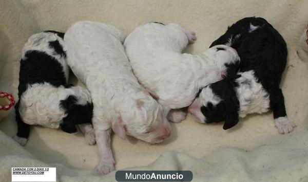 Cachorros Perro de Aguas Español