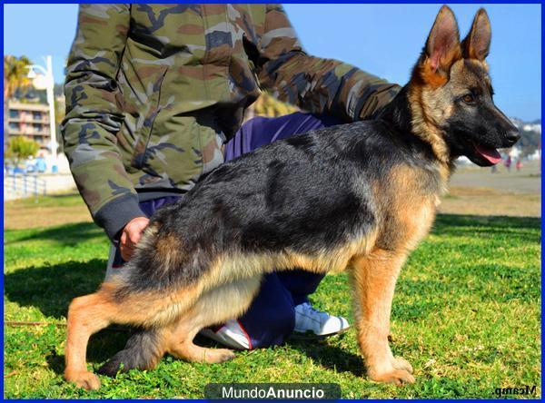 Cachorra Pastor Alemán Primer Nivel.