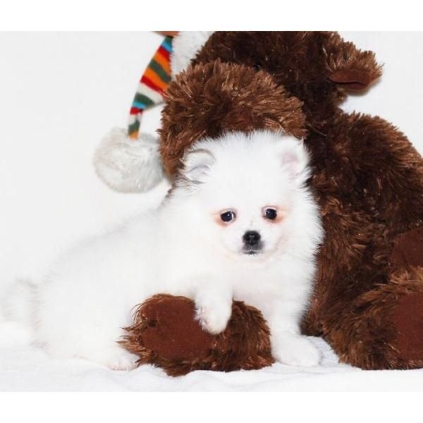 Blanco Nieve  Pomerania cachorros gratis