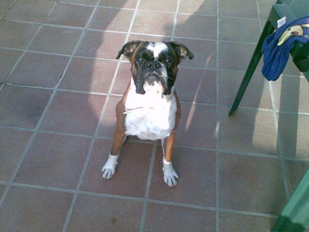 busco perra para mi boxer