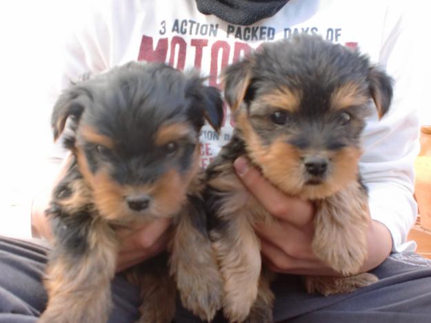 cachorro yorkshire terrier Alicante