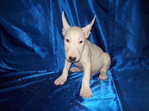 Cachorros de BULLTERRIER con pedigrí - Reservo para navidad