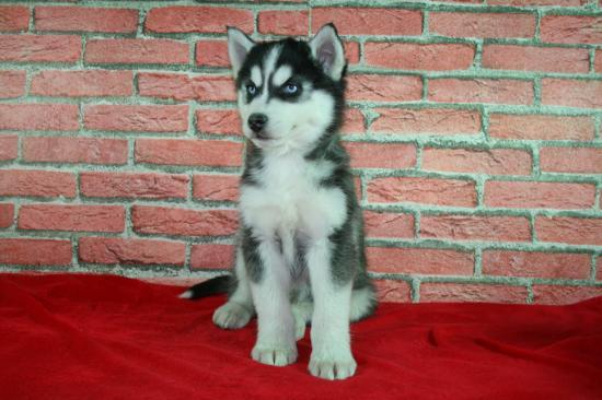 Los mejores cachorros de Husky