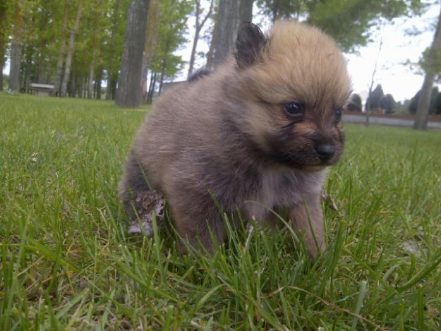 Pomerania cachorros nacionales de calidad