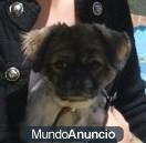 Shih Tzu para montas