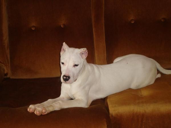 vendo cachorra de dogo argentino