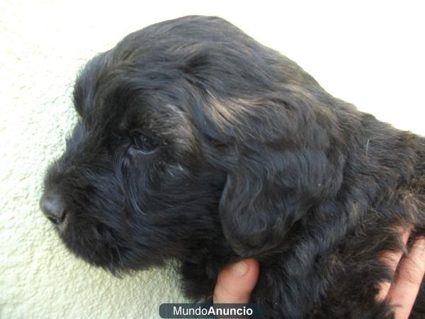 GOS D´ATURA CATALÀ. CACHORROS.PASTOR CATALAN.