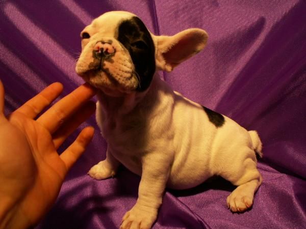 BULL DOG FRANCES pedrigree nacional