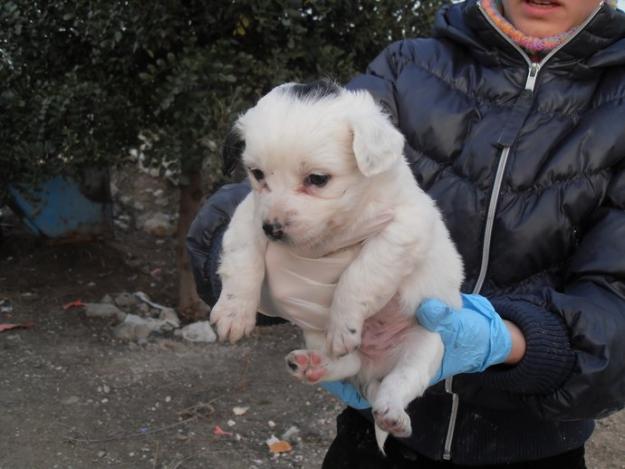 Cachorros colgados en un saco. Urgente‏