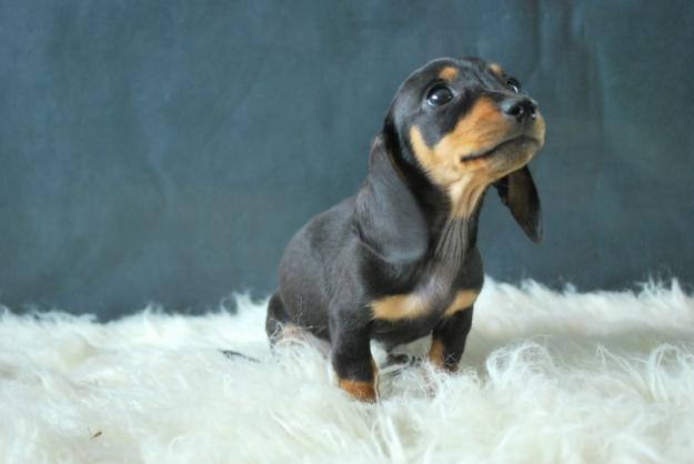 cachorros de teckel miniatura, de pelo corto, y de pelo duro