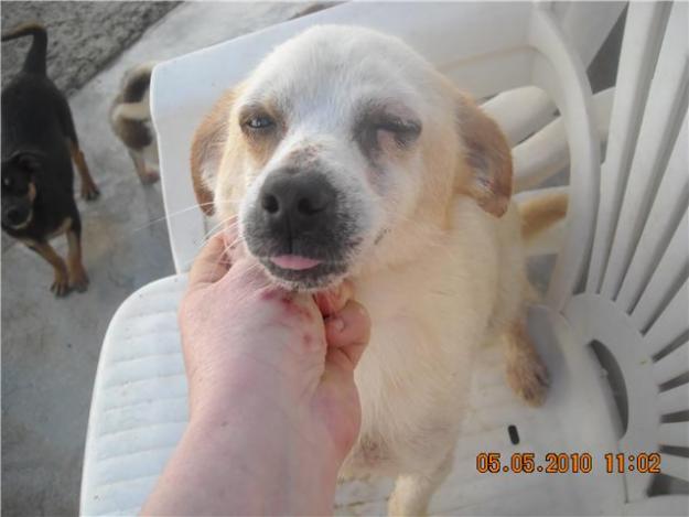 carolina,candy y dixey,minis q necesitan un hogar,adopcion