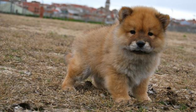 Chow Chow ultimos cachorros 450 Eur!!