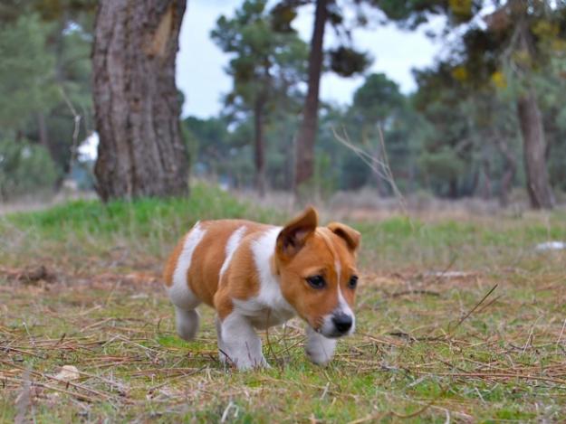 Jack russell terrier de para corta -- excelentes ejemplares