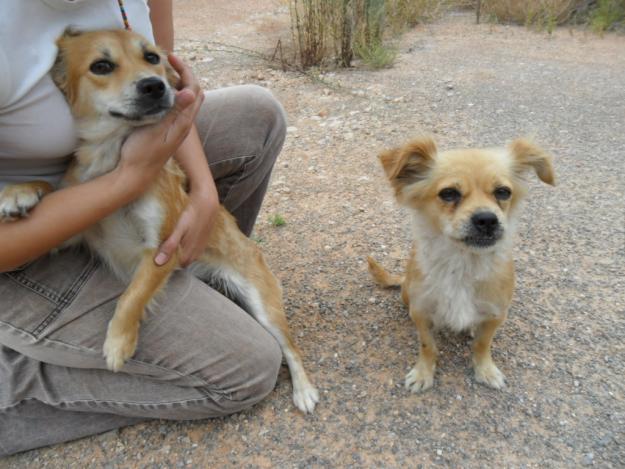 perritas pequeñas en adopcion