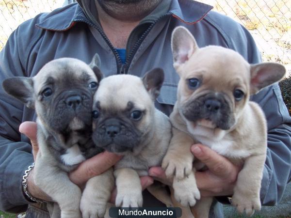 PRECIOSOS CACHORROS BULL DOG FRANCES