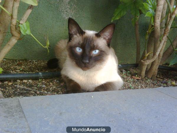 Regalo gatos de madre siamesa recien nacidos en Girona