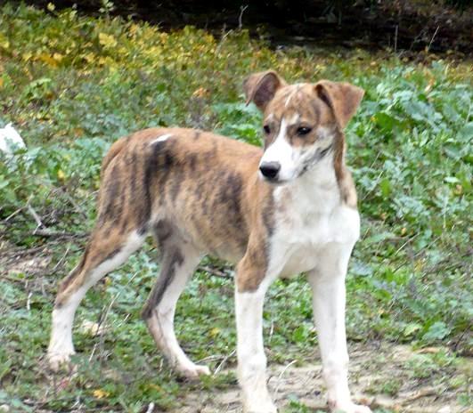 Timy, cachorrito de 4 mesecitos en adopción