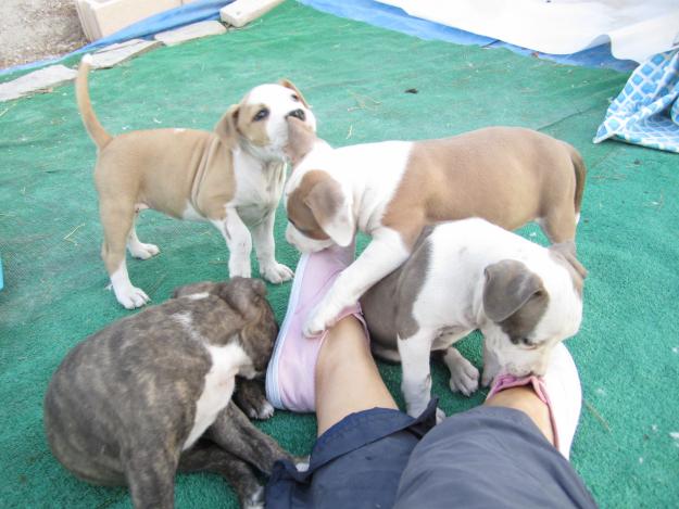 ULTIMOS CACHORROS AMSTAFF CON PEDIGREE