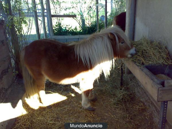 Vendo ponys